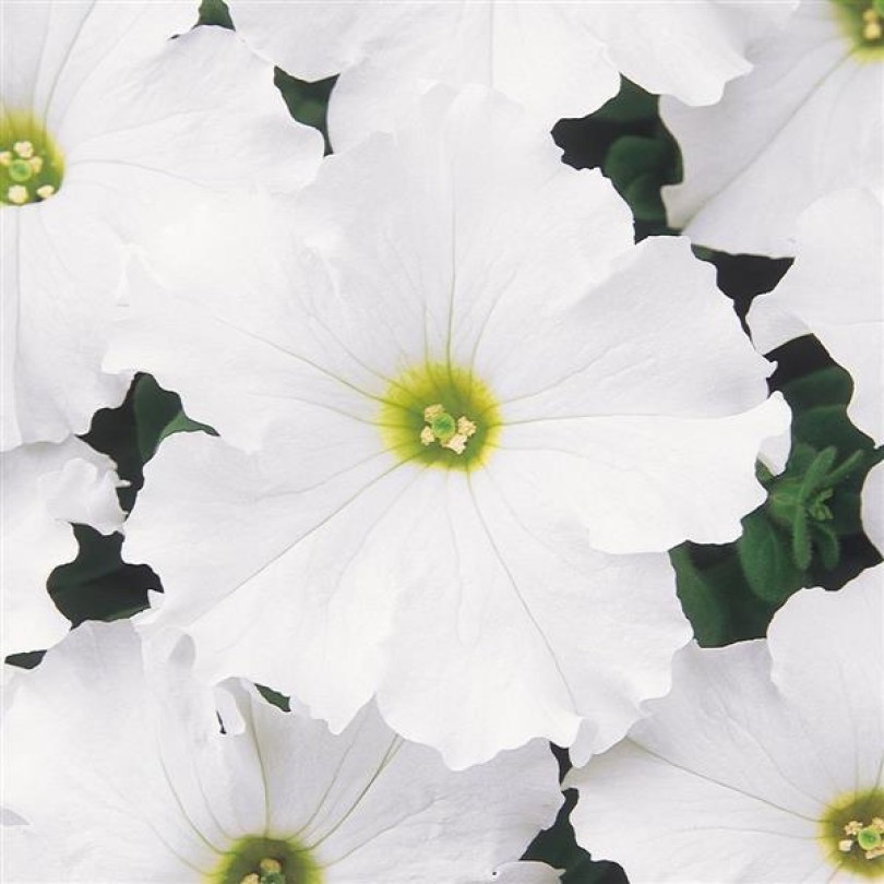 Dreams White 1